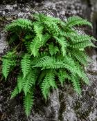 Polypodium Vulgare Common Polypody (10-15 cm) image