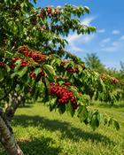 Prunus Avium Coeur de Pigeon Rouge