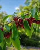 Prunus Avium Compact Stella (130-140 cm)