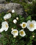 Rosa Pimpinellifolia (45–50 cm)