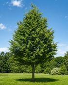Tilia Cordata Greenspire (170-180 cm)