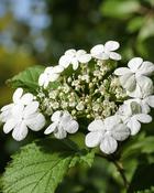 Viburnum Opulus Guelder Rose (80-90 cm)