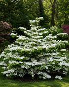 Viburnum Plicatum Mariesii (80-90 cm)