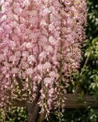 Wisteria Floribunda Honbeni Rosea (45-50 cm)