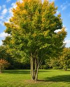 Acer Campestre (80–120 cm) image