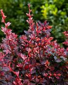 Berberis Thunbergii Rose Glow (20-25 cm)
