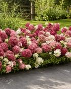 Hydrangea Paniculata Groundbreaker Ruby (35-40 cm) image