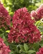 Hydrangea Paniculata Groundbreaker Ruby (20–25 cm)