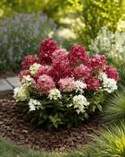 Hydrangea Paniculata Groundbreaker Ruby (20-25 cm) image