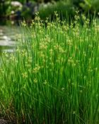 Juncus Effusus (10-12 cm) image
