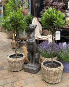 Laurus Nobilis Twisted Stem in Basket (60cm + Basket)