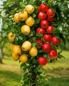 Malus Domestica Duo Apple (150-160cm)