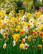 Narcissus Mix (5kg) image