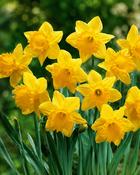 Narcissus Yellow Trumpet (100 Bulbs)