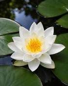 Nymphaea Alba (8-10 cm)