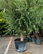 A Olea Europaea (100cm Trunk, 160-170 cm) image
