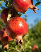 Punica Granatum Pomegranate (20-25 cm)