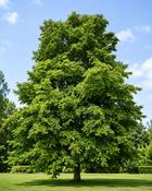 Tilia Cordata (160–170 cm) x10