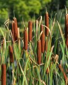 Typha Latifolia (8-12 cm)