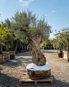 A - Olea europaea – Olive Tree (250–275cm) image