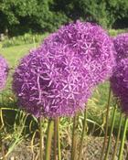 Allium Ambassador (1 Bulb)