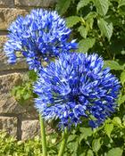 Allium Azureum (15 Bulbs) image