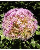 Allium Beau Regard (1 Bulb) image