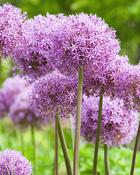 Allium Globemaster (1 Bulb) image