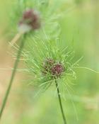 Allium Hair (10 Bulbs) image