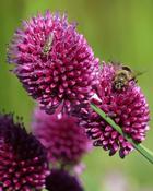 Allium Sphaerocephalon (300 Bulbs) image