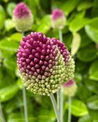Allium Sphaerocephalon (25 Bulbs) image
