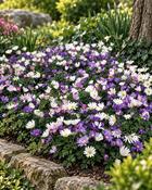 Anemone Blanda Mixed (8 Bulbs)