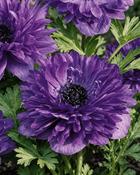 Anemone Lord Lieutenant (15 Bulbs) image