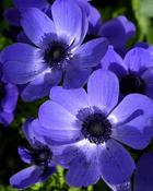 Anemone Mr. Fokker (300 Bulbs) image