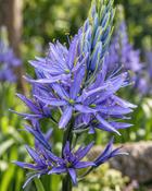 Camassia Leichtlinii Caerulea (100 Bulbs) image