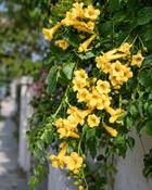 Campsis Radicans Flava (45-50 cm) image