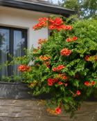 Campsis Radicans (45-50 cm) image