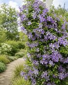 Clematis Arabella (45-50 cm) image