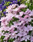 Clematis Hagley Hybrid (45-50 cm) image