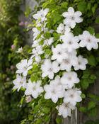 Clematis John Paul II (45-50 cm) image