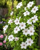 Clematis Miss Bateman (45-50 cm) image