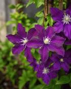 Clematis Warszawska Nike (45-50 cm) image