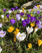 Crocus Large Flowering Mix (300 Bulbs) image