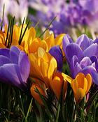 Crocus Large Flowering Mixed (300 Bulbs) image