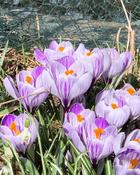 Crocus Pickwick (10 Bulbs) image