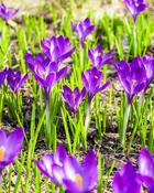 Crocus Remembrance (10 Bulbs) image