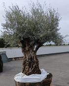 D - Olea europaea – Olive Tree (250–275cm) image