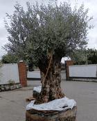 E - Olea europaea – Olive Tree (250–275cm) image