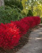 Euonymus Alatus Compactus - Dwarf Winged Spindle image