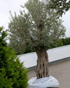 F - Olea europaea – Olive Tree (250–275cm) image